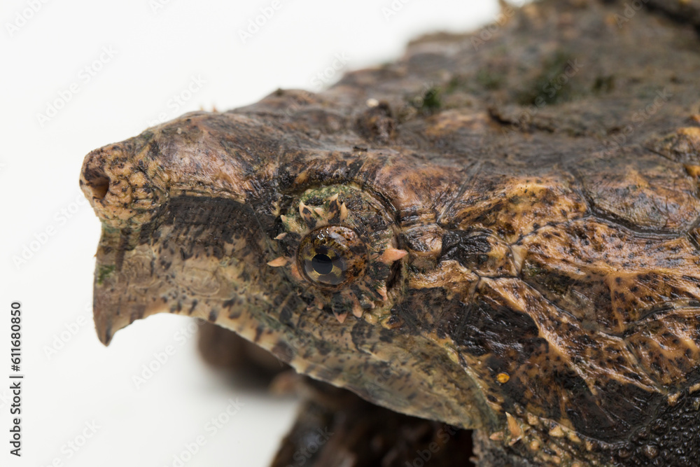 The alligator snapping turtle (Macrochelys temminckii) isolated on white background The alligator snapping turtle (Macrochelys temminckii) isolated on white background