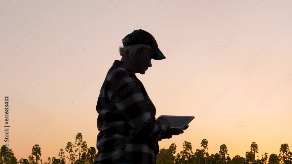Farmer uses digital tablet in rapeseed field. Agriculture business. Harvesting of agricultural products. Silhouette of woman agronomist at sunset light in rural field check ripeness of canola crop. Farmer uses digital tablet in rapeseed field. Agriculture business. Harvesting of agricultural products. Silhouette of woman agronomist at sunset light in rural field check ripeness of canola crop.