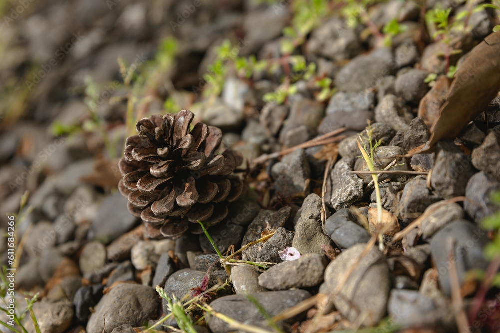 close up of pine cone, Conifer cone close up of pine cone, Conifer cone