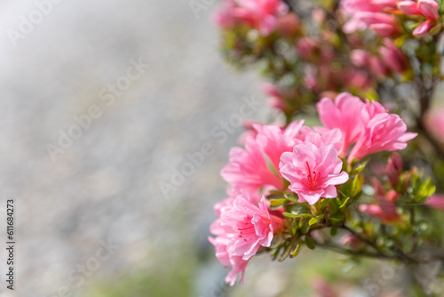 Wallpaper Mural pink flowers blooming and growing in spring Torontodigital.ca
