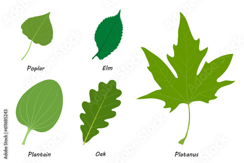 Examples of simple leaves.  Poplar (Populus), elm (Ulmus laevis), plantain (Plantago major), oak (Quercus robur), Platanus orientalis. photo