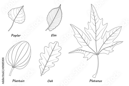 Examples of simple leaves.  Poplar (Populus), elm (Ulmus laevis), plantain (Plantago major), oak (Quercus robur), Platanus orientalis. Black and white illustration.