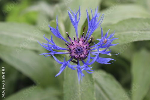 The radiance of the cornflower.