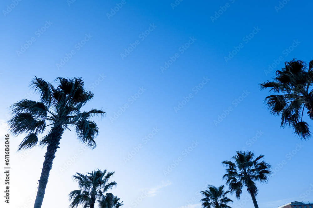 Resort Image [ Palm tree（ヤシの木） ]
