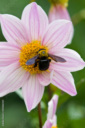 Carpenter bee absorbs the honey of the Dahlia.
Scientific name is Xylocopa appendiculata circumvolans.