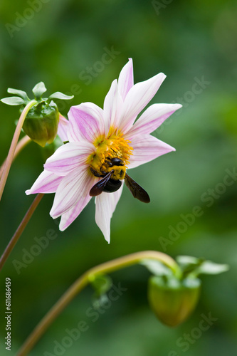 Carpenter bee absorbs the honey of the Dahlia.
Scientific name is Xylocopa appendiculata circumvolans.
