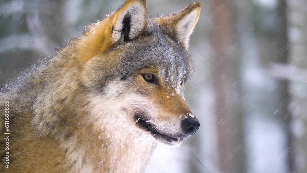 closeup portrait of a mexican wolf
