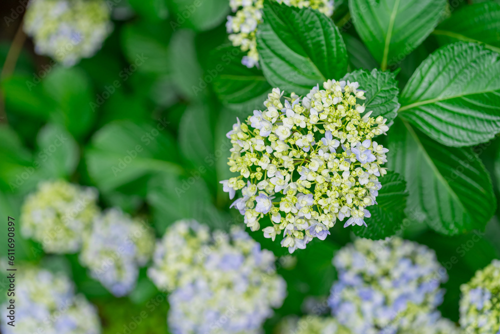 Hydrangea on a rainy day in Japan Hydrangea on a rainy day in Japan