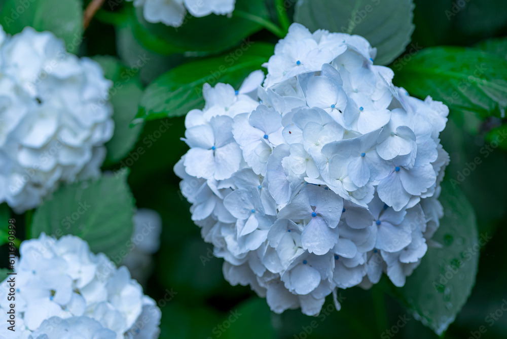 Hydrangea on a rainy day in Japan Hydrangea on a rainy day in Japan