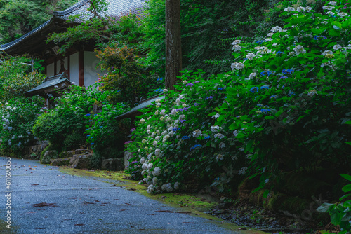 Hydrangea on a rainy day in Japan