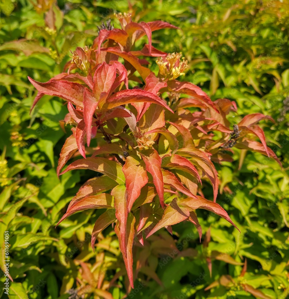 Patch of Red Diervilla Leaves in Sunny Bush Patch of Red Diervilla Leaves in Sunny Bush