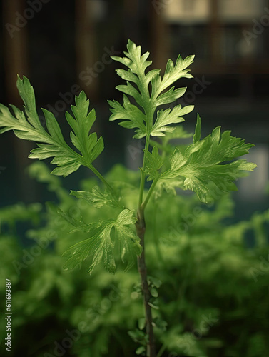 Mugwort Plant Close-Up in a Serene Chinese Courtyard