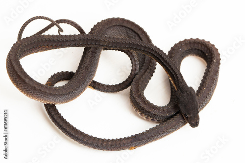 The dragon snake, Javan tubercle snake, Javan mudsnake, or rough-backed litter snake Xenodermus javanicus isolated on white background photo