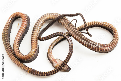 The dragon snake, Javan tubercle snake, Javan mudsnake, or rough-backed litter snake Xenodermus javanicus isolated on white background