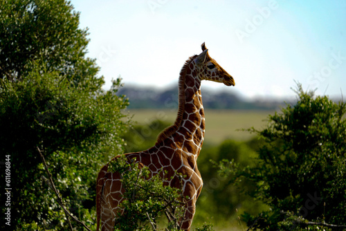 giraffe in the wild