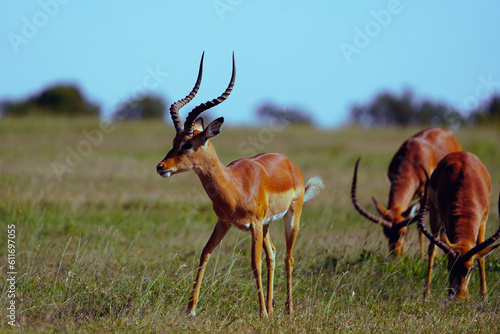 Impala in ol pejeta