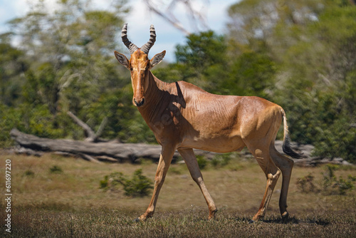 male impala antelope