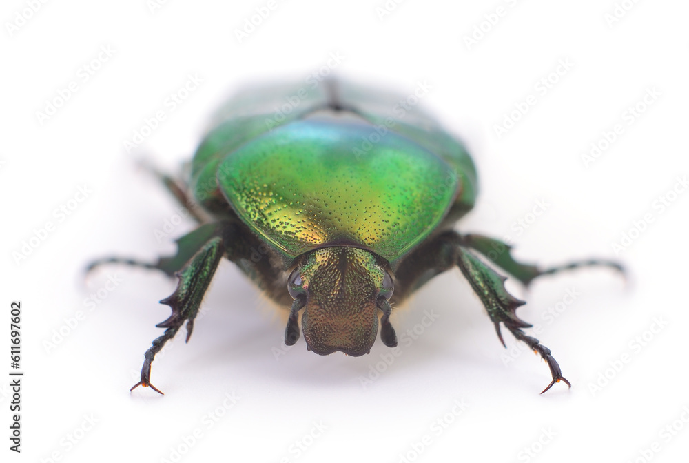 Naklejka premium Green beetle isolated.