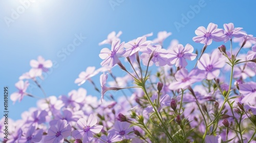 Purple Creeping Phlox against a blue sky. Generative AI.