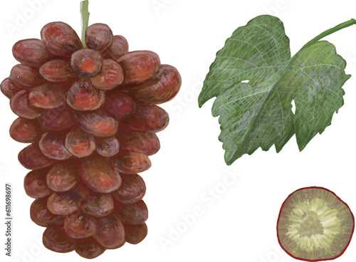 Clip art set of grape of reddish hue