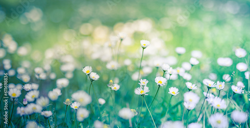 Fototapeta Naklejka Na Ścianę i Meble -  Peaceful soft focus daisy meadow landscape. Beautiful grass, sunny fresh green blue foliage. Tranquil spring summer nature closeup. Blurred forest field background. Idyllic bright nature happy flowers