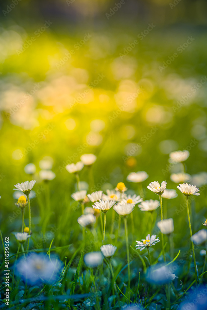 Relaxing soft focus sunset field landscape of yellow flowers grass meadow warm golden hour sunset sunrise. Tranquil spring summer nature closeup and blurred forest background. Idyllic floral bloom