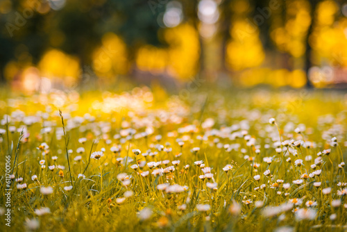 Fototapeta Naklejka Na Ścianę i Meble -  Relaxing soft focus sunset field landscape of yellow flowers grass meadow warm golden hour sunset sunrise. Tranquil spring summer nature closeup and blurred forest background. Idyllic floral bloom