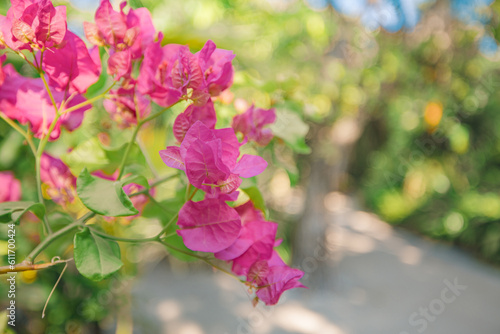 Romantic love flowers. Pink bougainvillea floral background, blurred sunny lush foliage. Exotic garden or park natural blooming plants. Closeup nature fresh decor flowers. Tropics Mediterranean garden