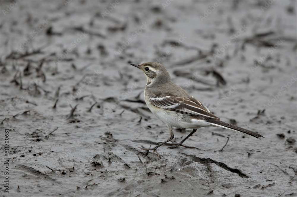 Citrine Wagtail Citrine Wagtail