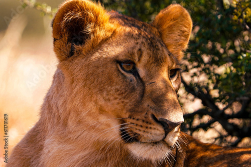 portrait of a lion cub
