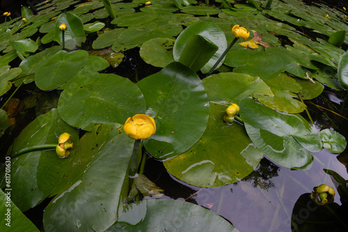 Nuphar lutea - Yyellow water-lily - Nénuphar jaune - nénufar jaune photo