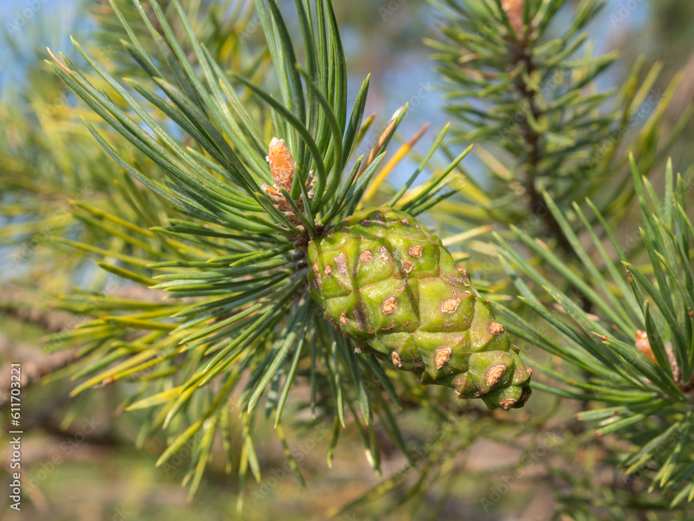 cone on a pine branch in summer cone on a pine branch in summer