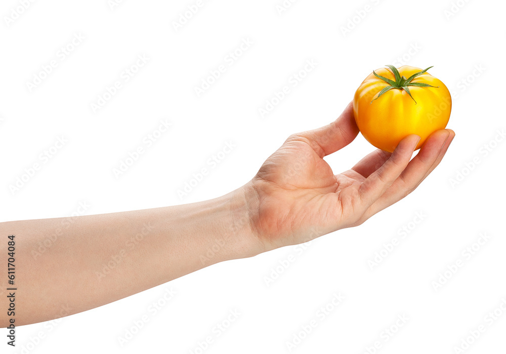 yellow tomato in hand path isolated on white yellow tomato in hand path isolated on white