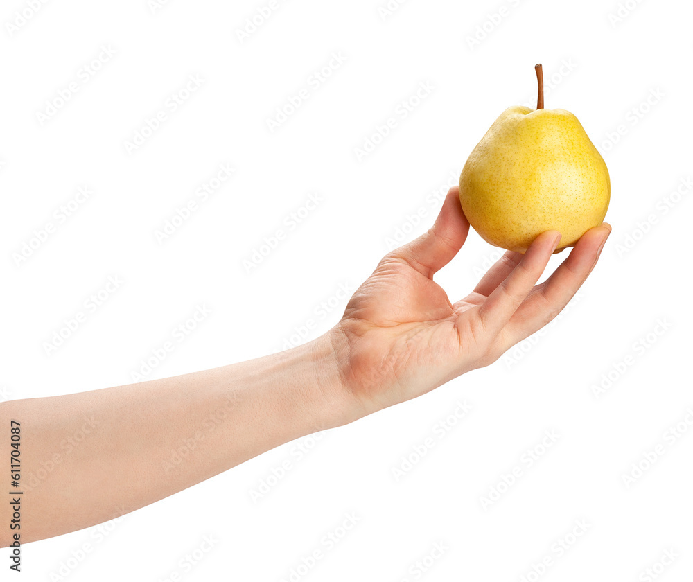 chinese nashi pear in hand path isolated on white chinese nashi pear in hand path isolated on white