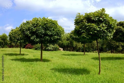 Konstfotografi Garden with maple trees Acer platanoides - Globosum ( Ball Maple )