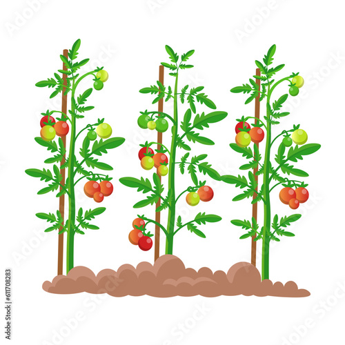 Seedling tomatoes. Tomatoes with mature fruits. Vector illustration.
