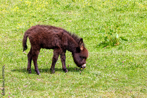 Young donkey foal with cute white nose and fluffy brown coat grazing in green field. Ireland