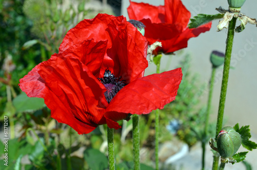 Papaver Orientale