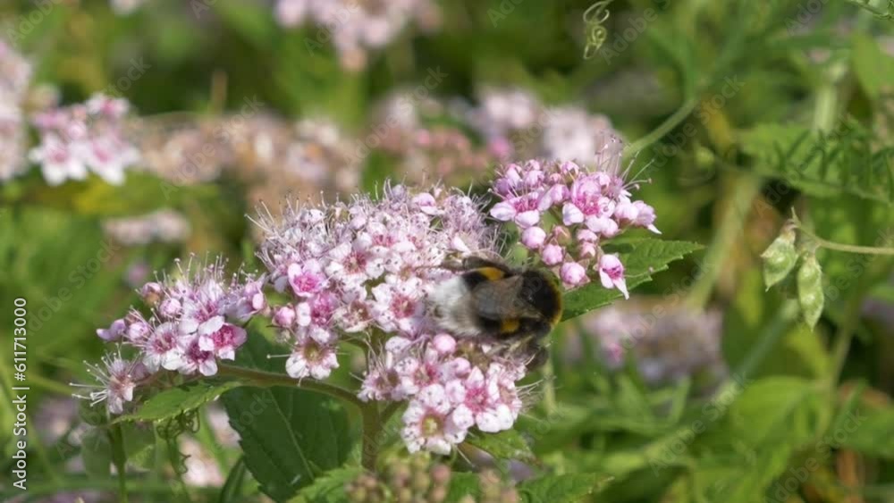 A bee sits on a flower and collects nectar. High quality 4k footage A bee sits on a flower and collects nectar. High quality 4k footage