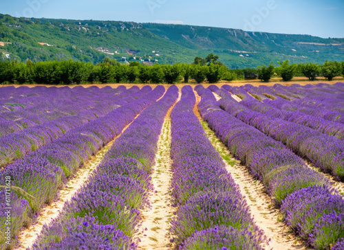 lavender field in region