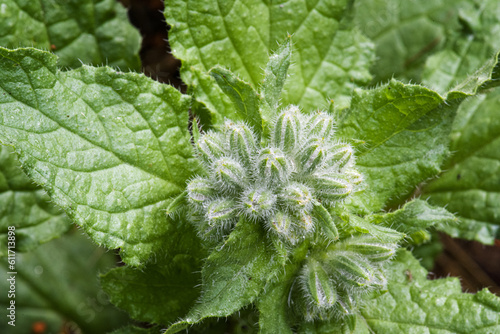 fleur de bourrache