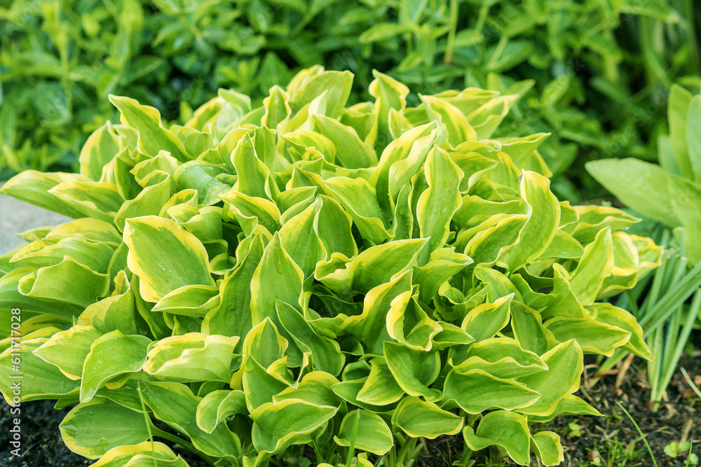 Fresh foliage of an ornamental hosta bush in a back garden. Fresh foliage of an ornamental hosta bush in a back garden.