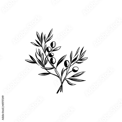 Olive branch line art vintage illustration for your design
