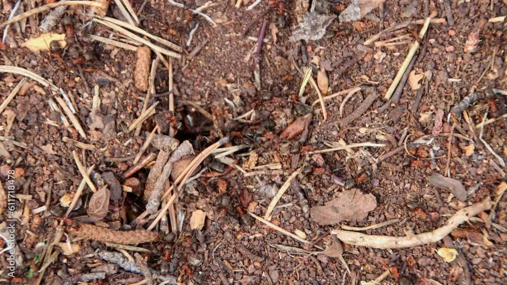 Large colony of large red wood ants, close-up, nest of ants Large colony of large red wood ants, close-up, nest of ants