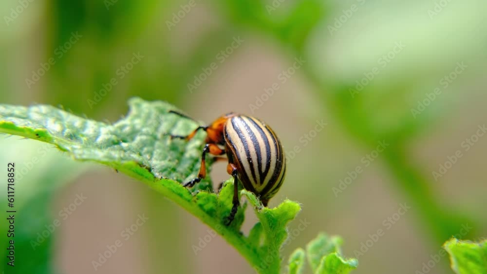 Close up and slow motion of beetle feeding on potato plant leaf in sunny day. No pesticides used on planation. Bugs have to be pick by hand. Close up and slow motion of beetle feeding on potato plant leaf in sunny day. No pesticides used on planation. Bugs have to be pick by hand.