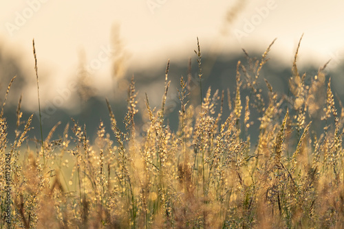 Krajobraz, trawy o złotej godzinie photo