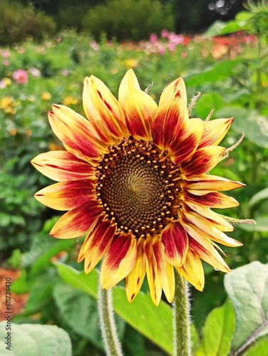 beautiful blooming flowers in a summer sunny day