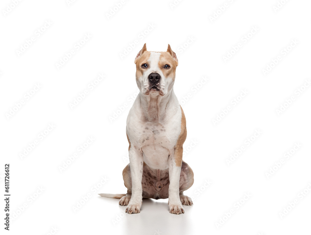 american staffordshire terrier dog sitting portrait in the studio on a white background