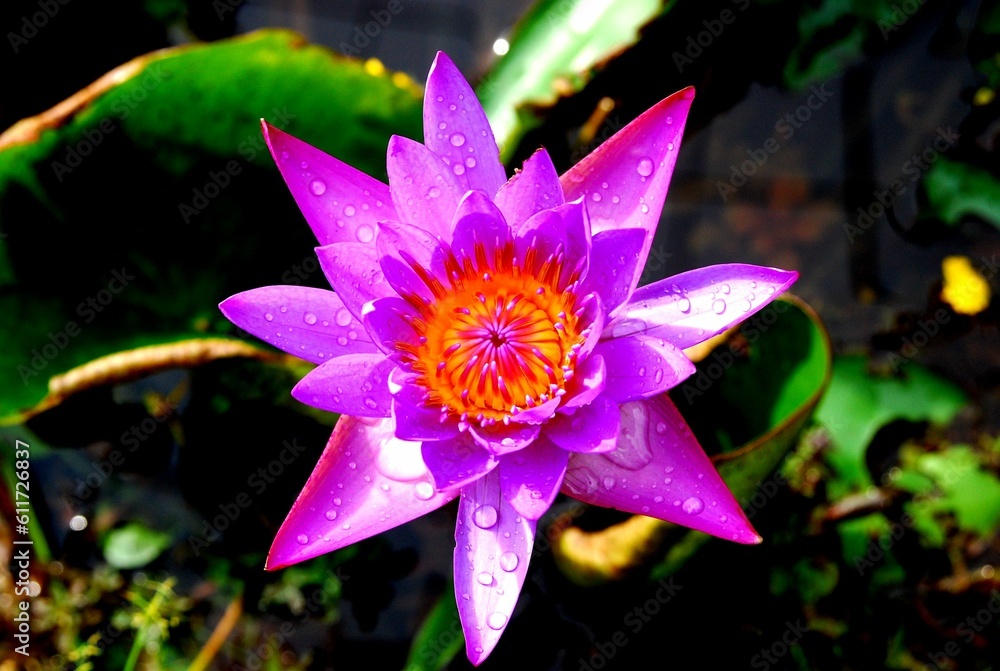 flower and background flower and background