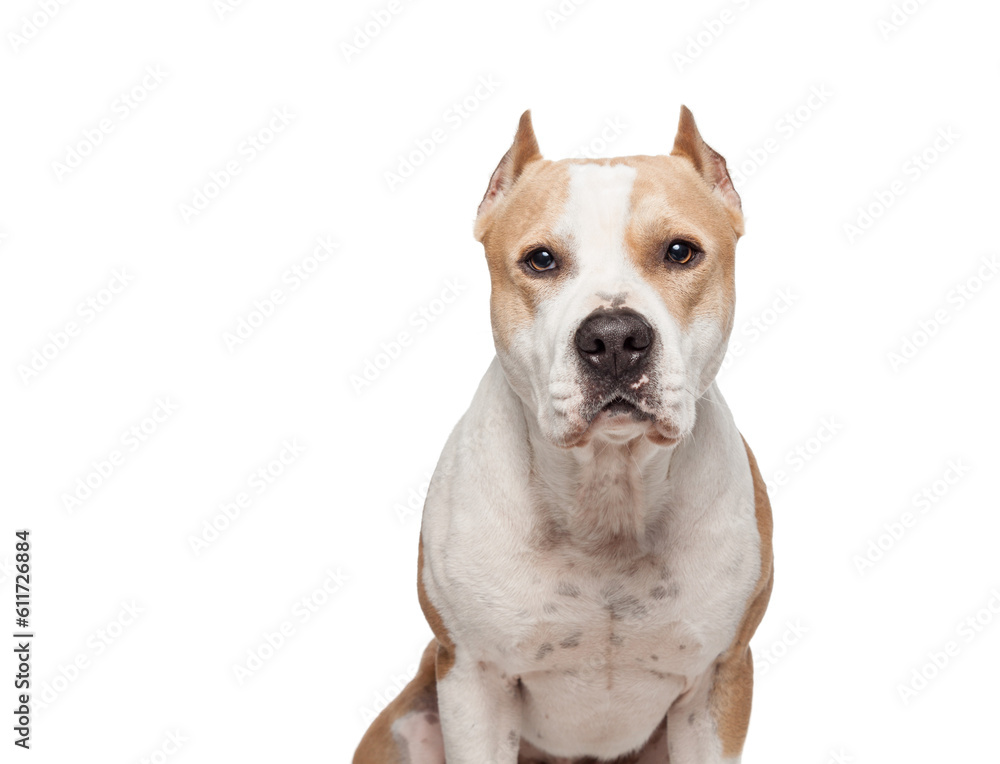 american staffordshire terrier dog head portrait in the studio on a white background
